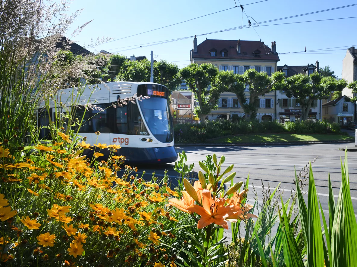 TPG tram