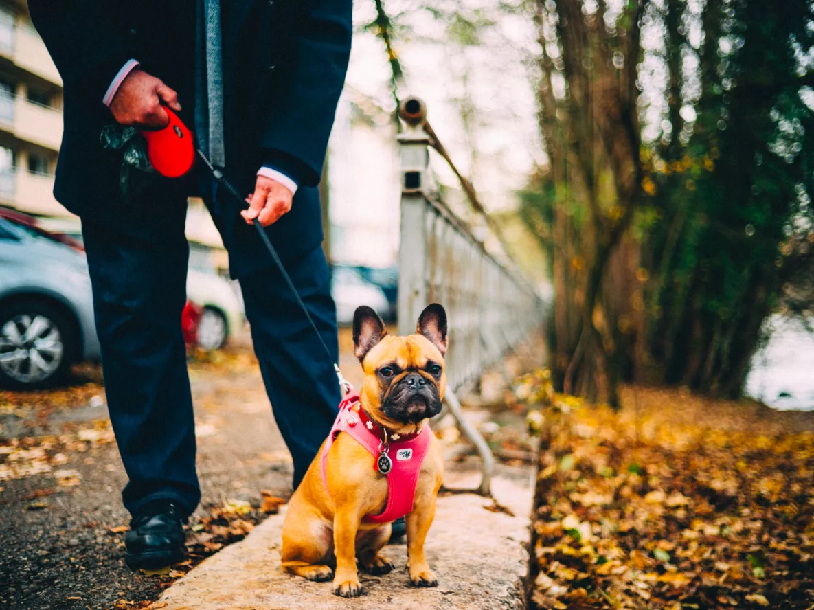 Chien avec son ma&icirc;tre