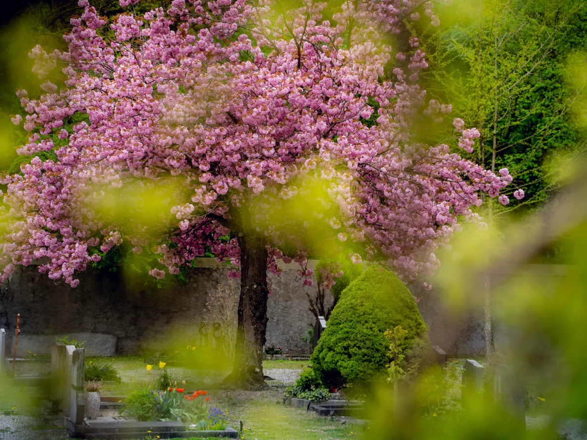Visuel Cimetière de Carouge