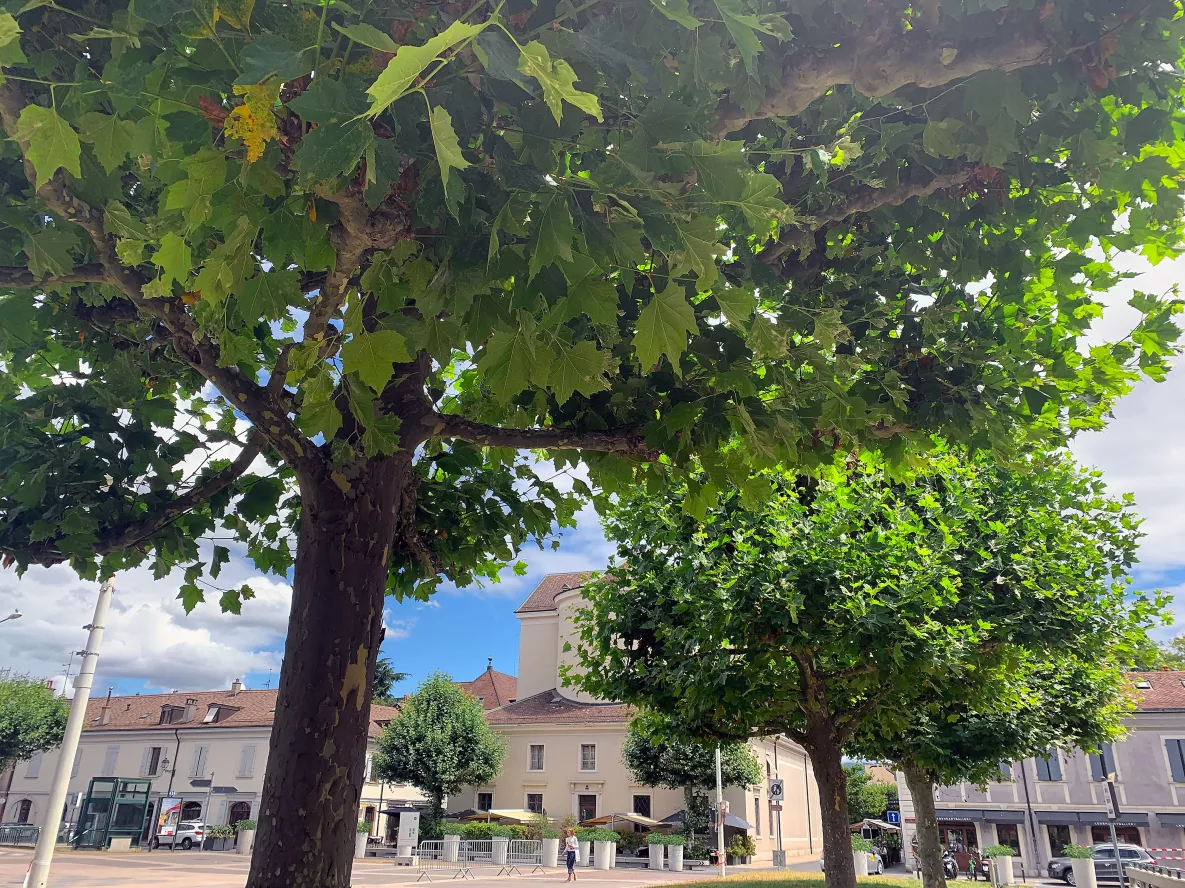 Platanes place de Sardaigne