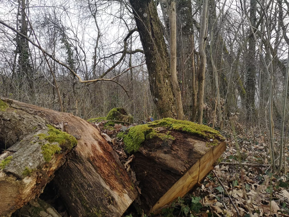 For&ecirc;t de Pinchat