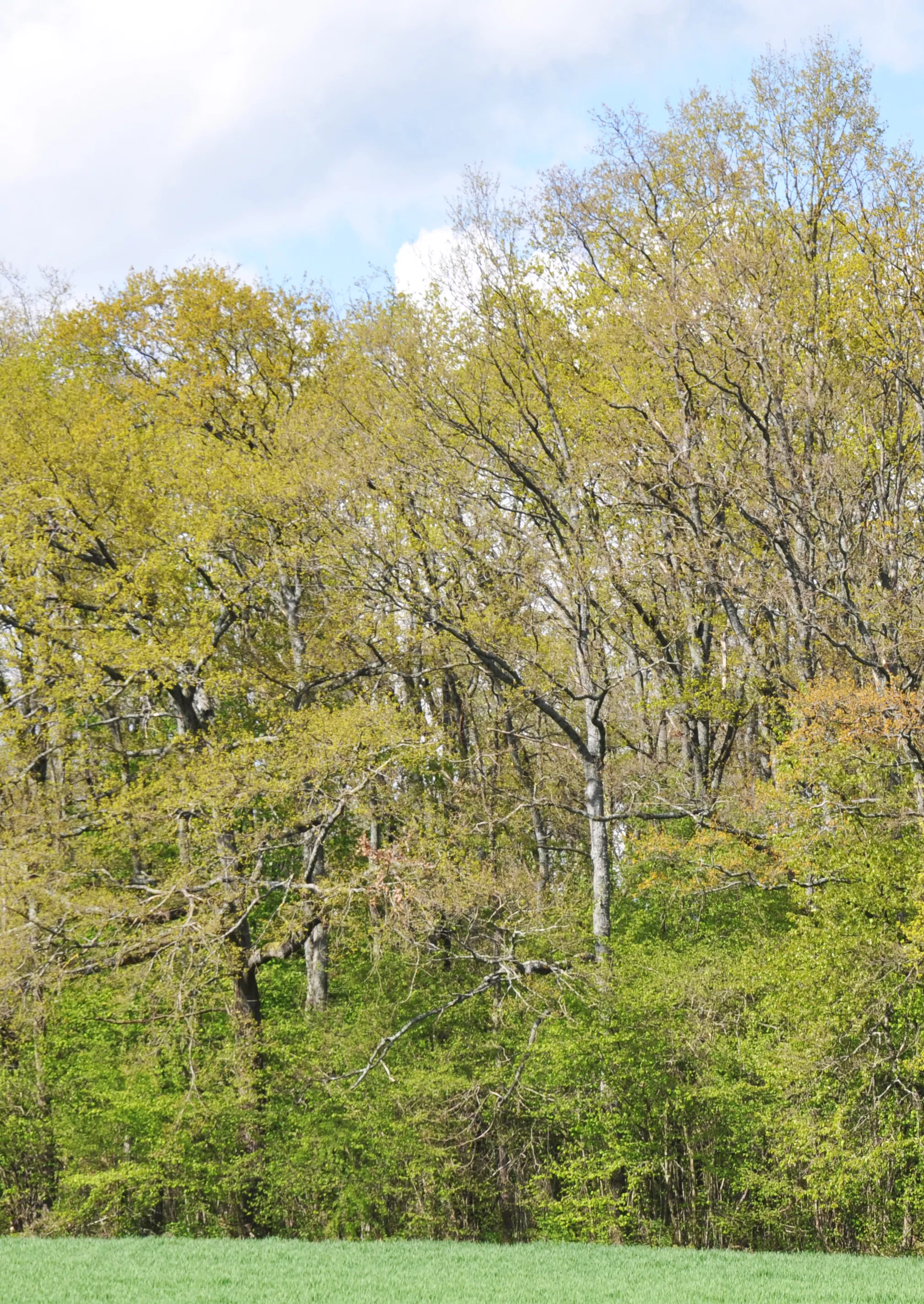 les arbres de nos f&ocirc;rets 