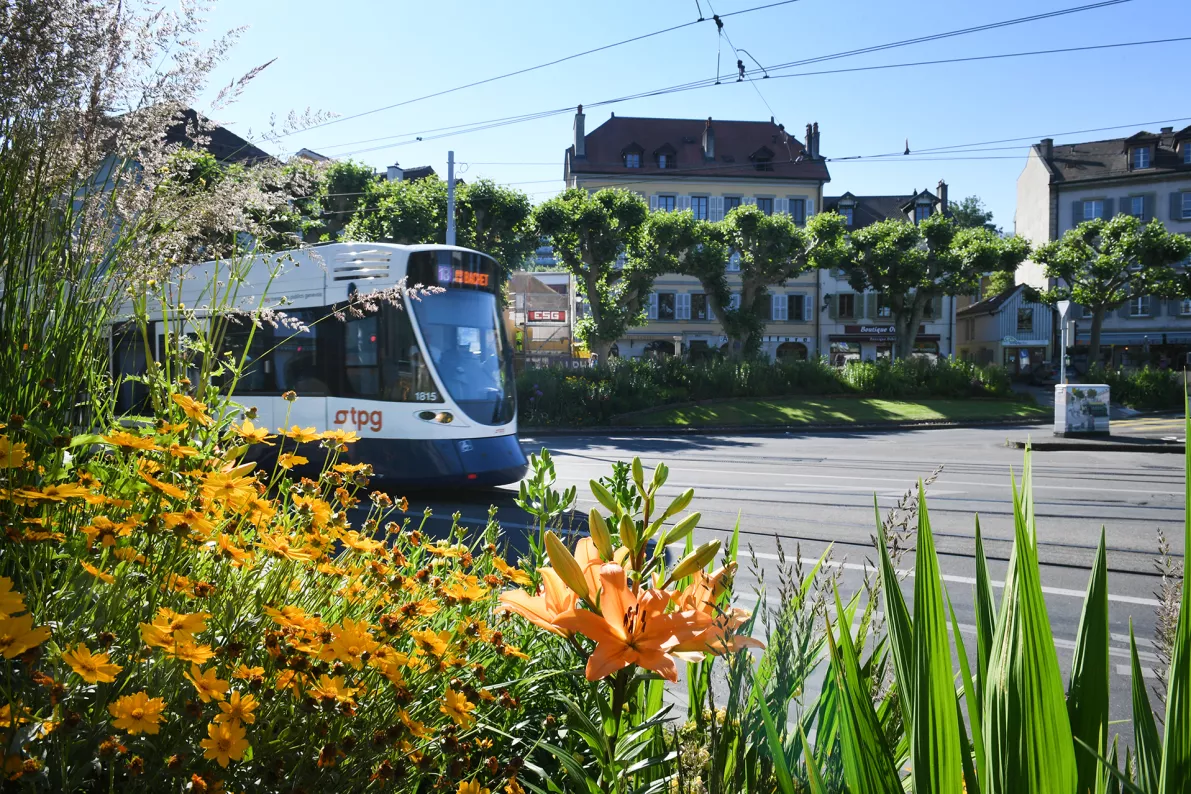 TPG tram