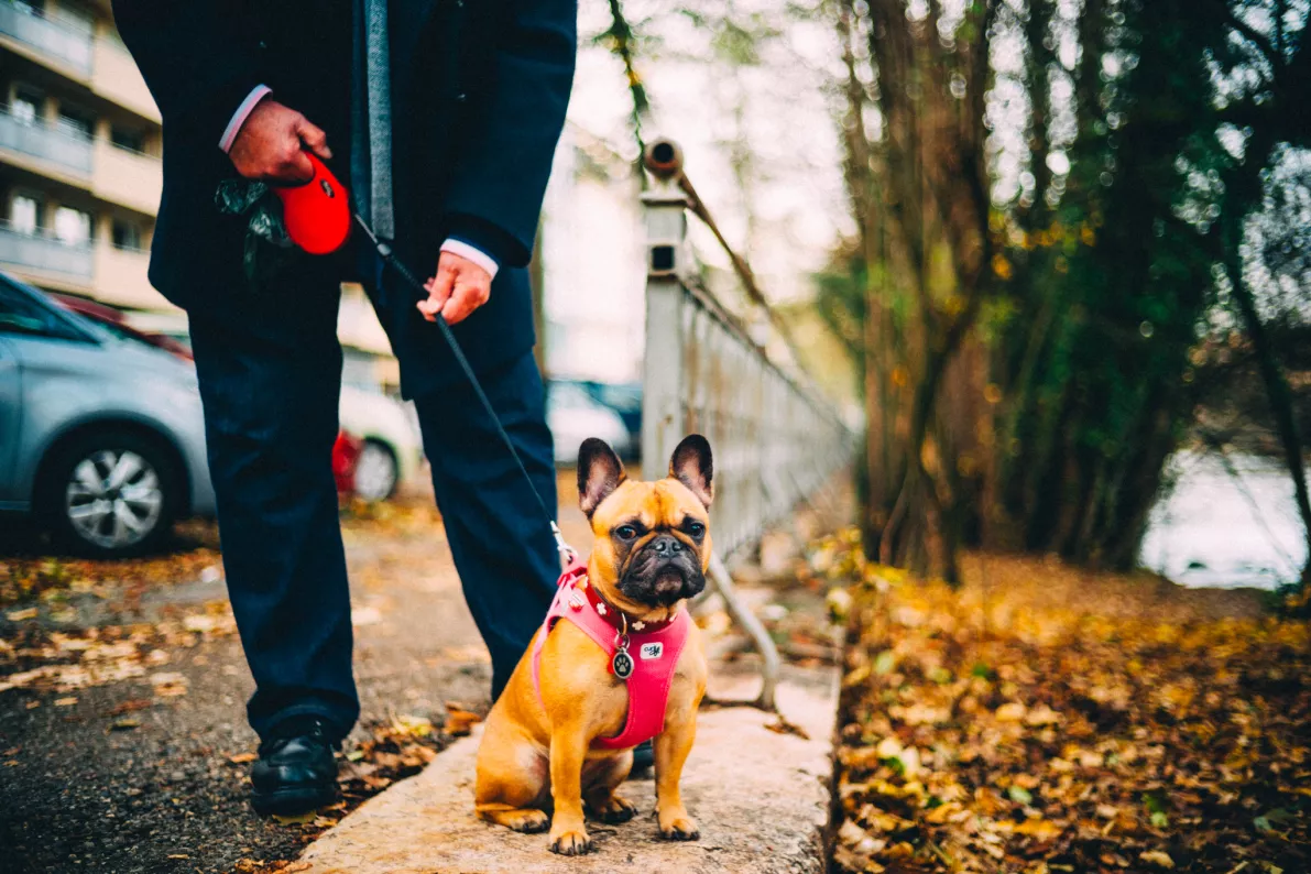 Chien avec son maître