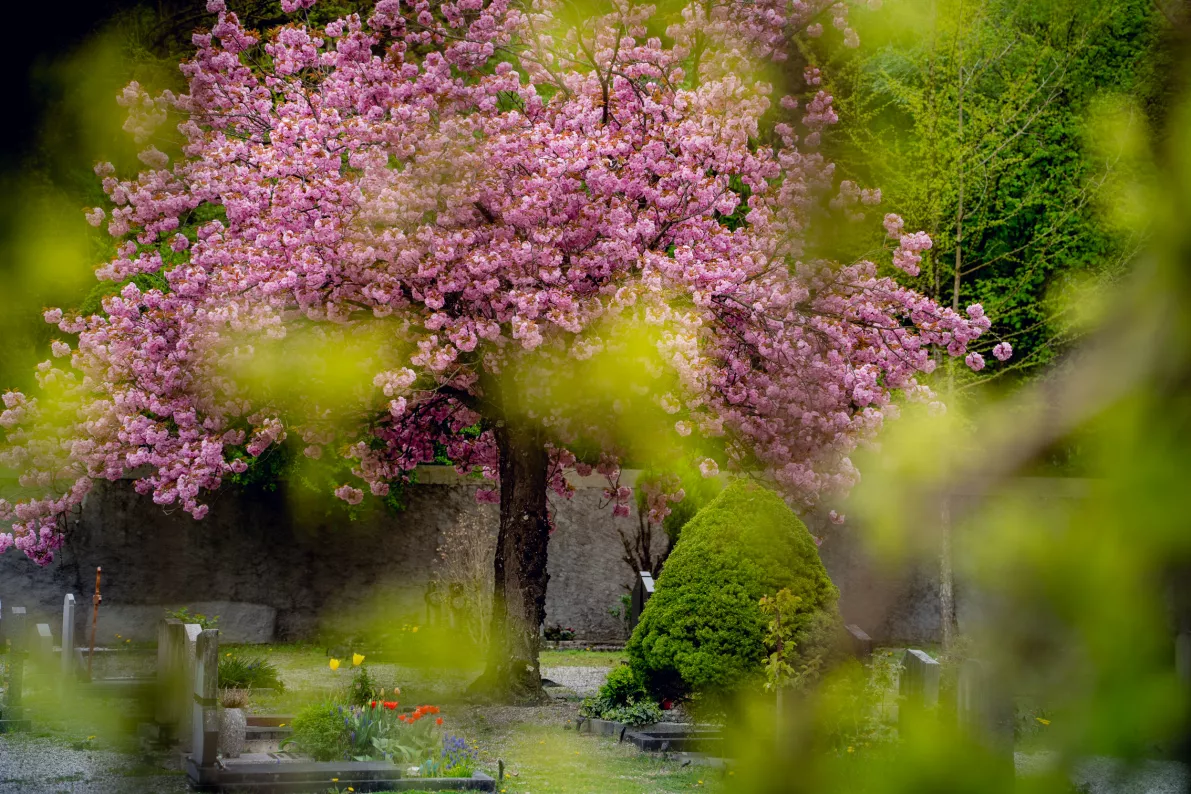 Visuel Cimetière de Carouge