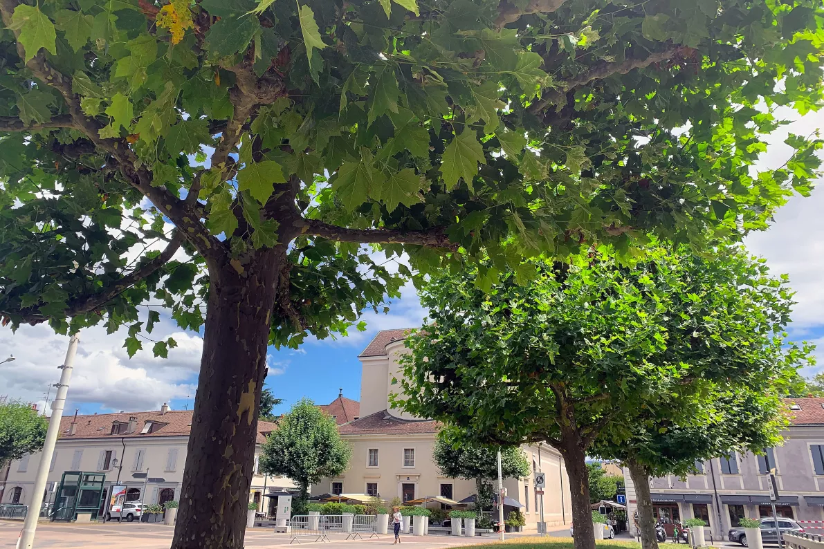 Platanes place de Sardaigne
