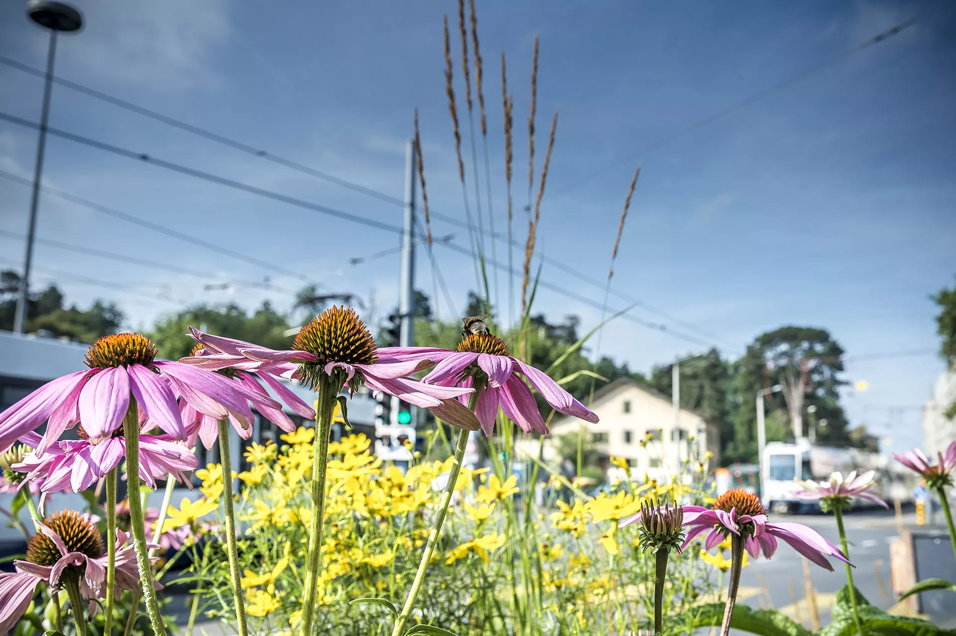 Echinac&eacute;es &agrave; Carouge