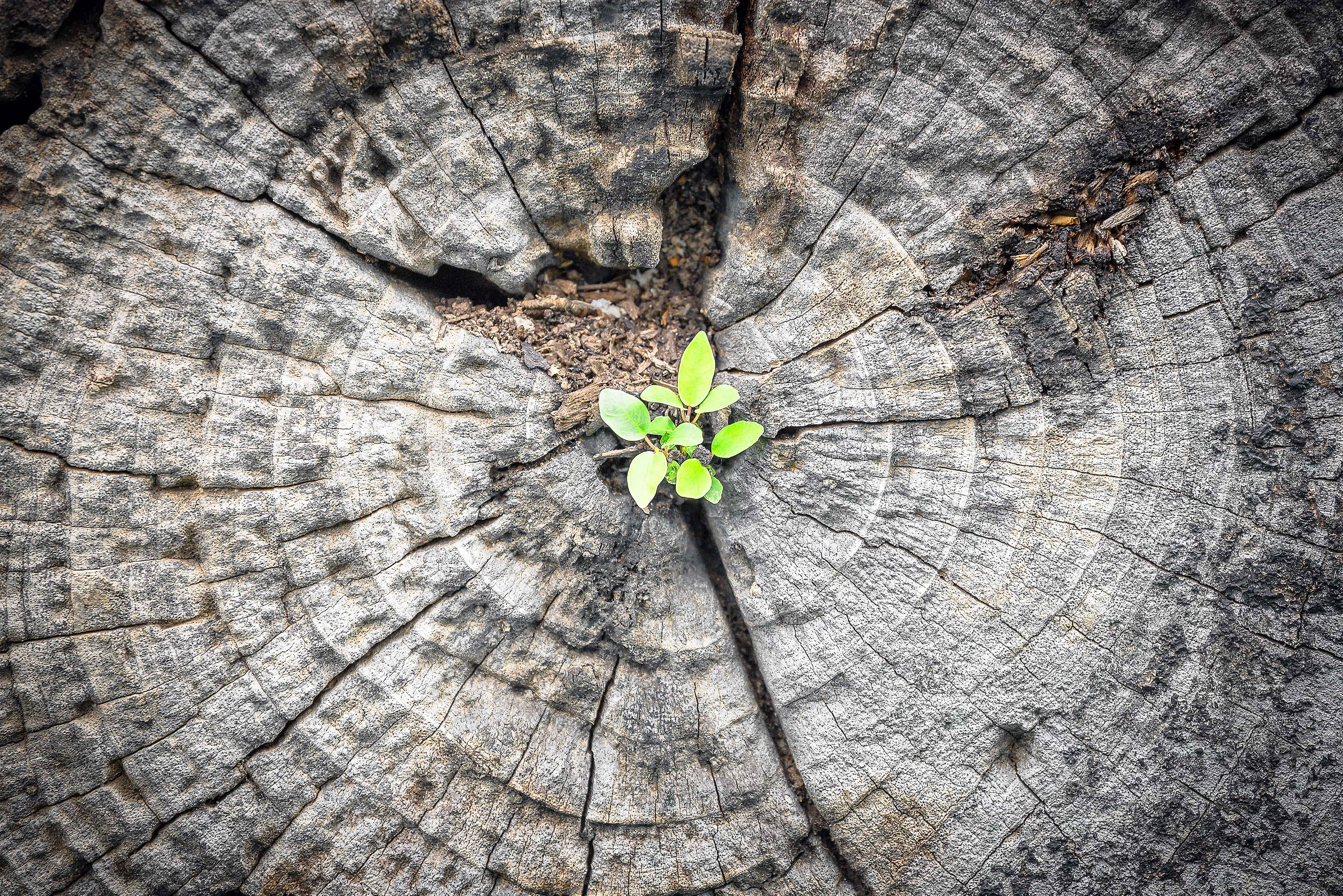 Une plante poussant au centre d'un tronc d'arbre coup&eacute;